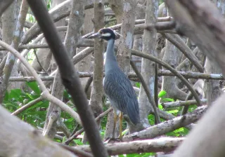 Faune de la mangrove du Grand Cul-de-Sac Marin en kayak