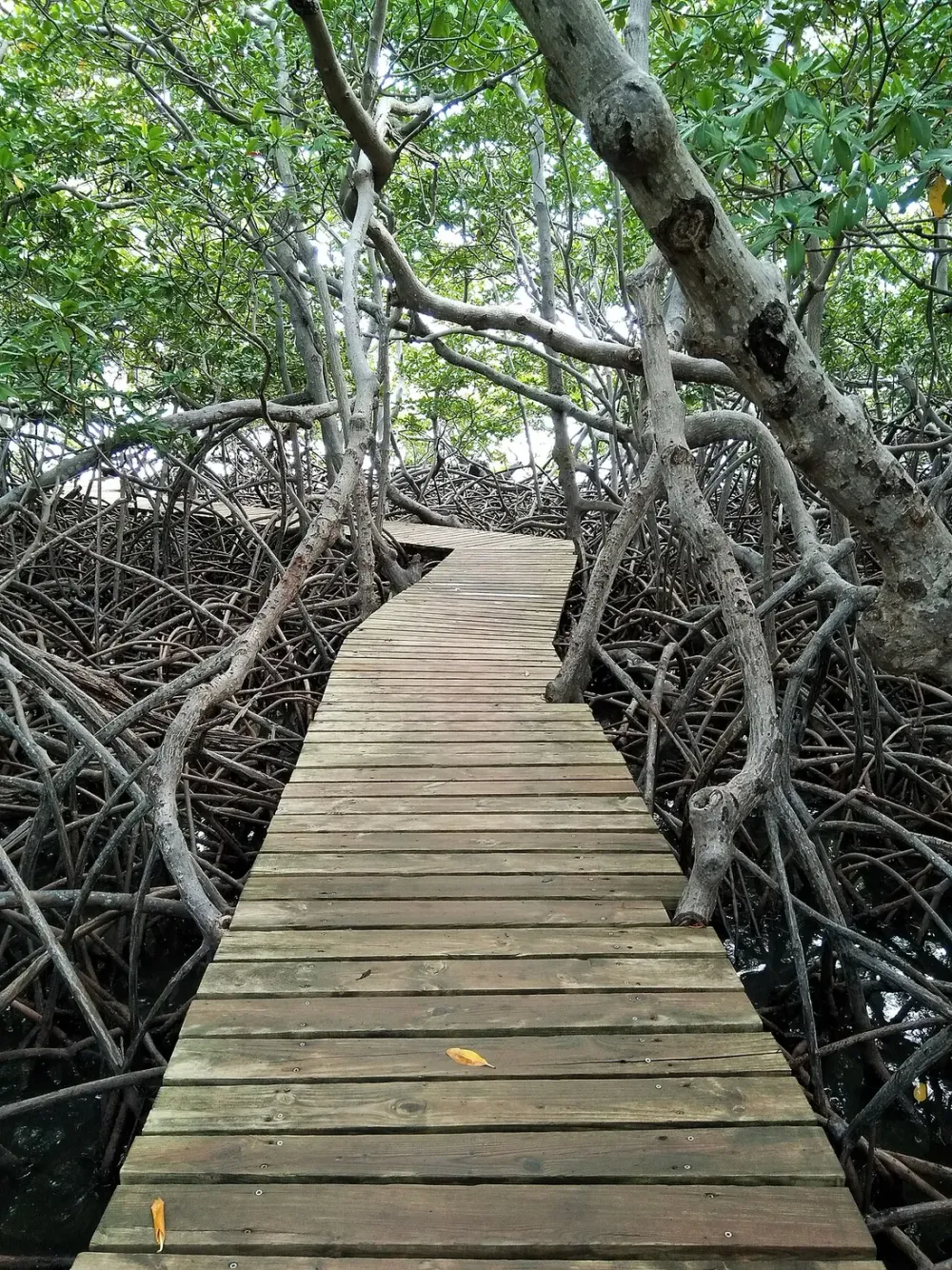 Mangrove de la baie de Génipa en kayak transparent : guide d'exploration entre Ducos et Rivière-Salée