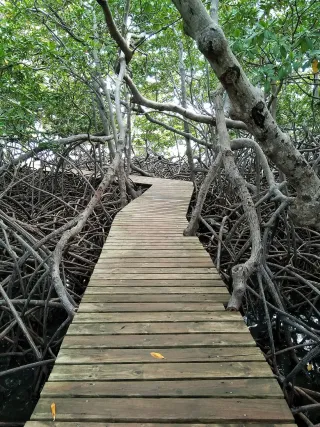 Mangrove de la baie de Génipa en kayak transparent : guide d'exploration entre Ducos et Rivière-Salée