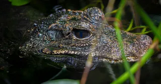 Pantanos de Kaw en Guayana Francesa: safari nocturno de caimanes negros y aves al atardecer