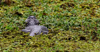 The Kaw Marshes in French Guiana: tours, wildlife and prices (2026)