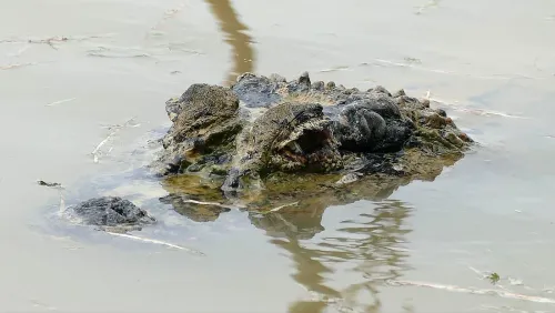 Le marais de Kaw en Guyane : visite, animaux et tarifs (2026)