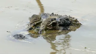 The Kaw Marshes in French Guiana: tours, wildlife and prices (2026)