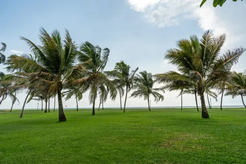 Météo de la Martinique expliquée : alizés, pluies et houle