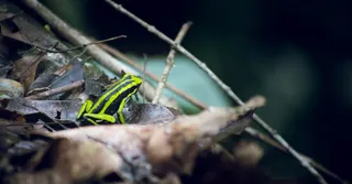 Kaw Mountain: the waterfall trail for photographing dart frogs
