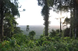 Montagne de Kaw : le sentier des cascades pour photographier les grenouilles dendrobates