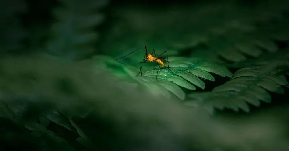 Mosquitoes and Insects in French Guiana: The Anti-Bite Strategy That Actually Works