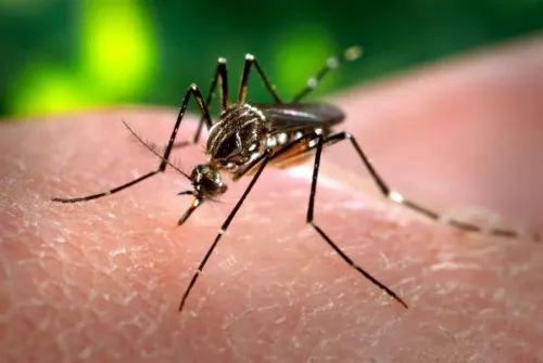 Moustiques et insectes en Guyane : la stratégie anti-piqûres qui marche vraiment