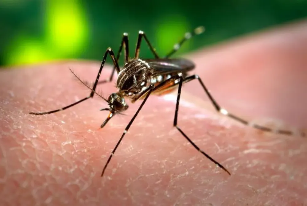 Moustiques et insectes en Guyane : la stratégie anti-piqûres qui marche vraiment
