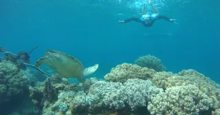Nadar con las tortugas en Martinica: dónde y cómo (2026)