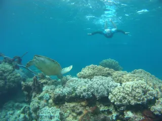 Nager avec les tortues en Martinique : où et comment (2026)