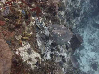 Nager avec les tortues en Martinique : Anse Dufour et Anse Noire
