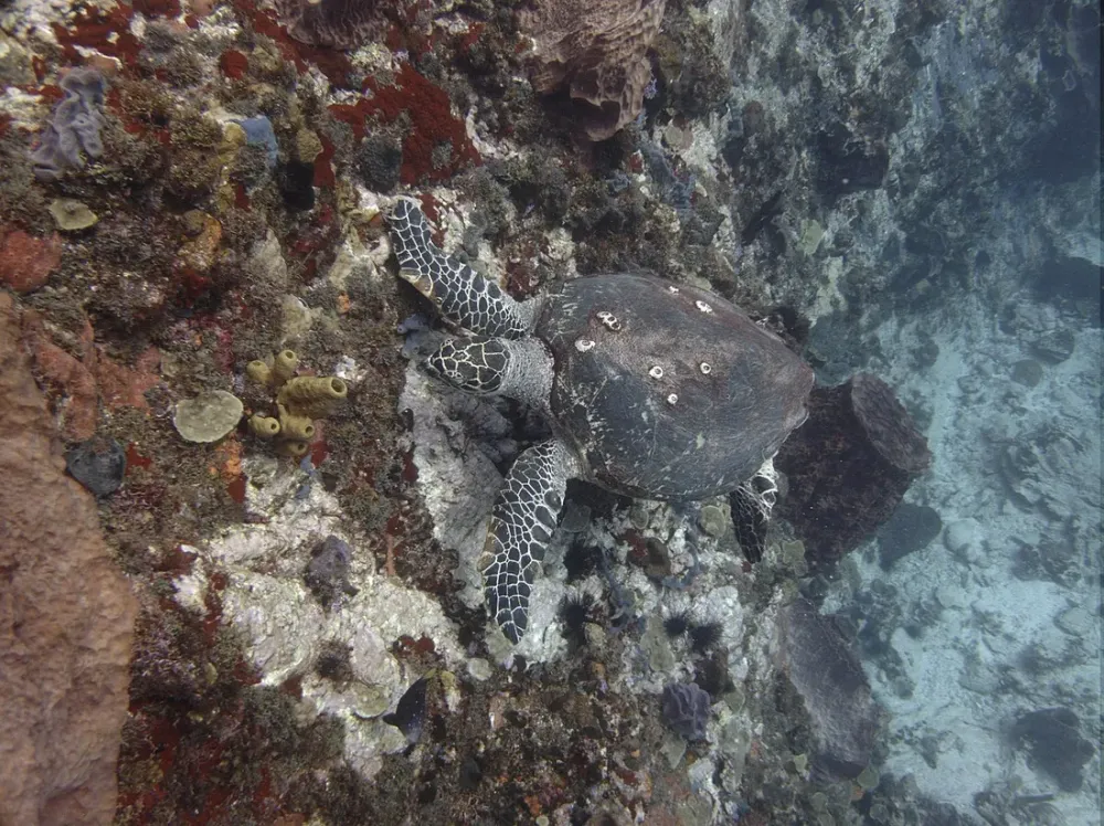 Nager avec les tortues en Martinique : Anse Dufour et Anse Noire