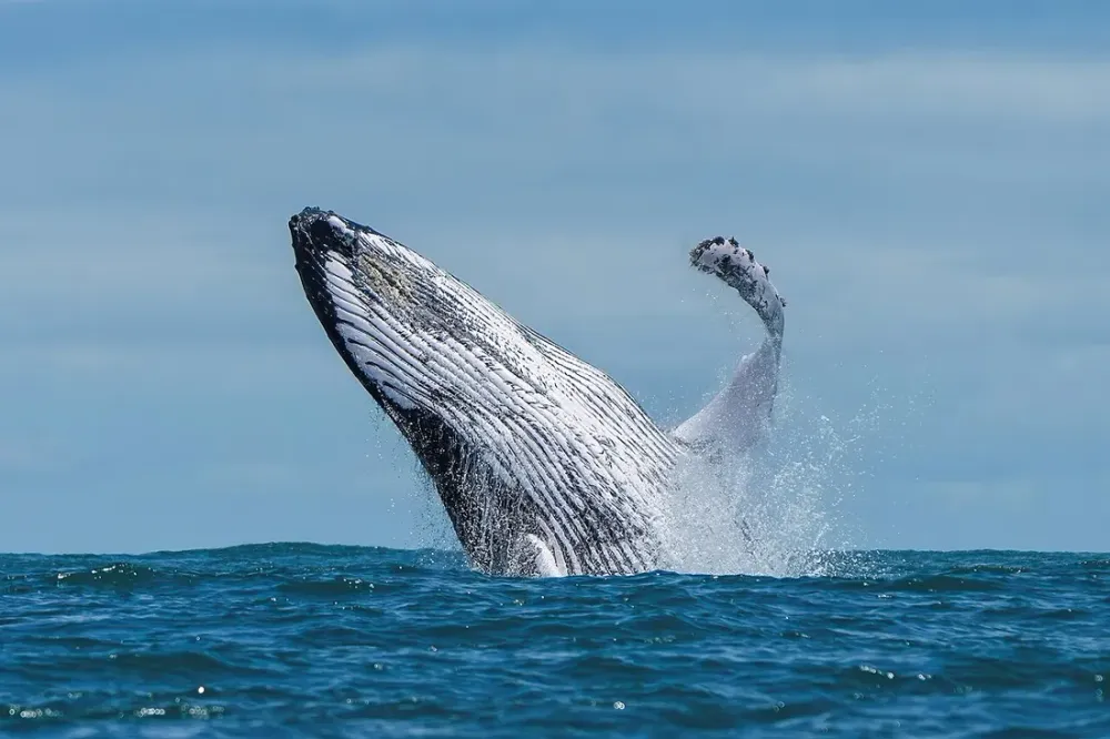 Observer les baleines et dauphins au large de Basse-Terre : guide expert au départ de Bouillante