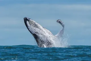 Observer les baleines et dauphins au large de Basse-Terre : guide expert au départ de Bouillante