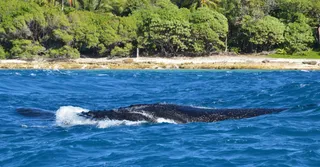 Whale and Dolphin Watching off Basse-Terre: An Expert Guide Departing from Bouillante