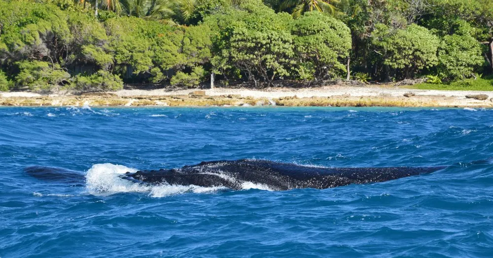 Whale and Dolphin Watching off Basse-Terre: An Expert Guide Departing from Bouillante
