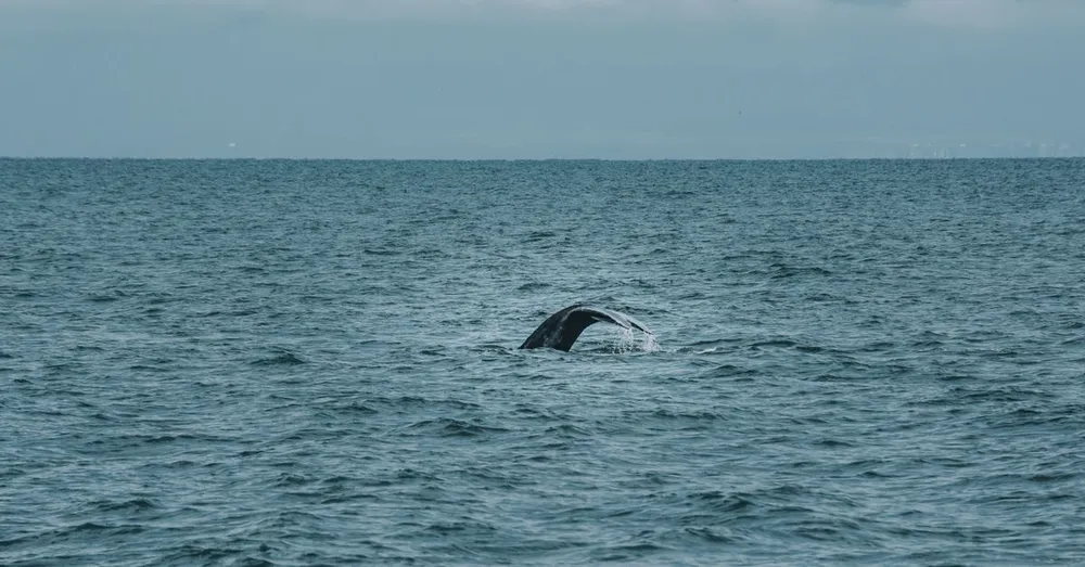 Whale & Dolphin Watching in Martinique: Resident or Migratory Species?