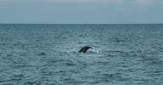 Whale & Dolphin Watching in Martinique: Resident or Migratory Species?