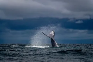 Observation des baleines et dauphins en Martinique : espèces résidentes ou migratrices ?