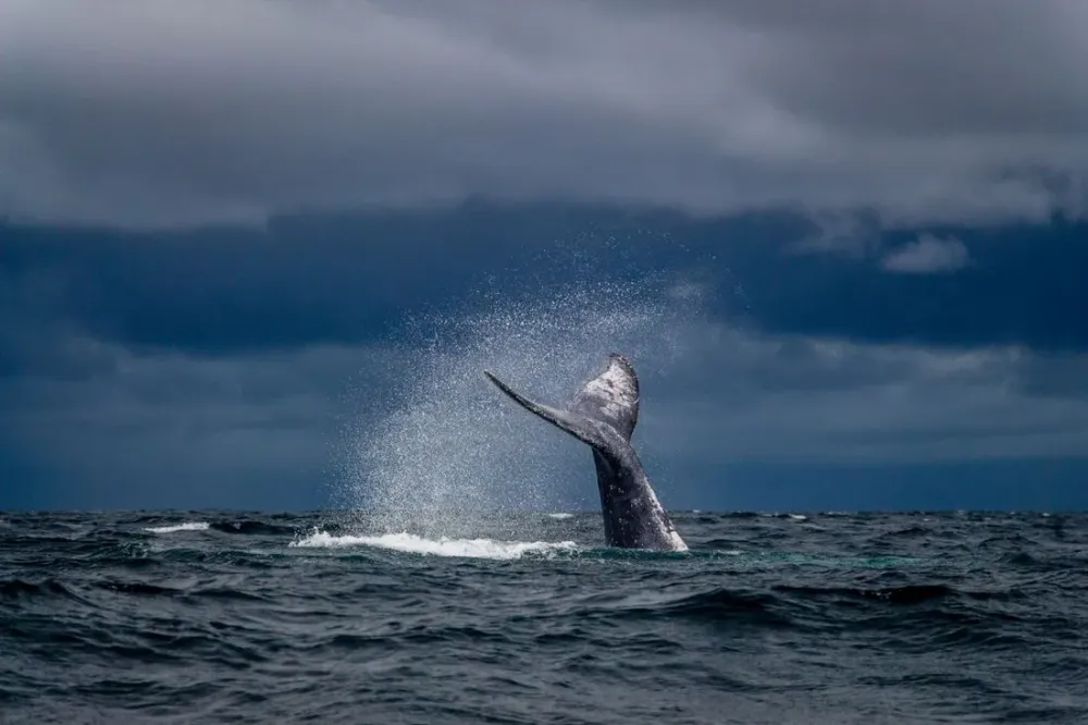 Observation des baleines et dauphins en Martinique : espèces résidentes ou migratrices ?