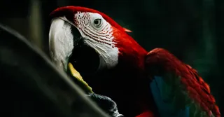Observar araras e tucanos na Guiana Francesa: melhores locais 2026