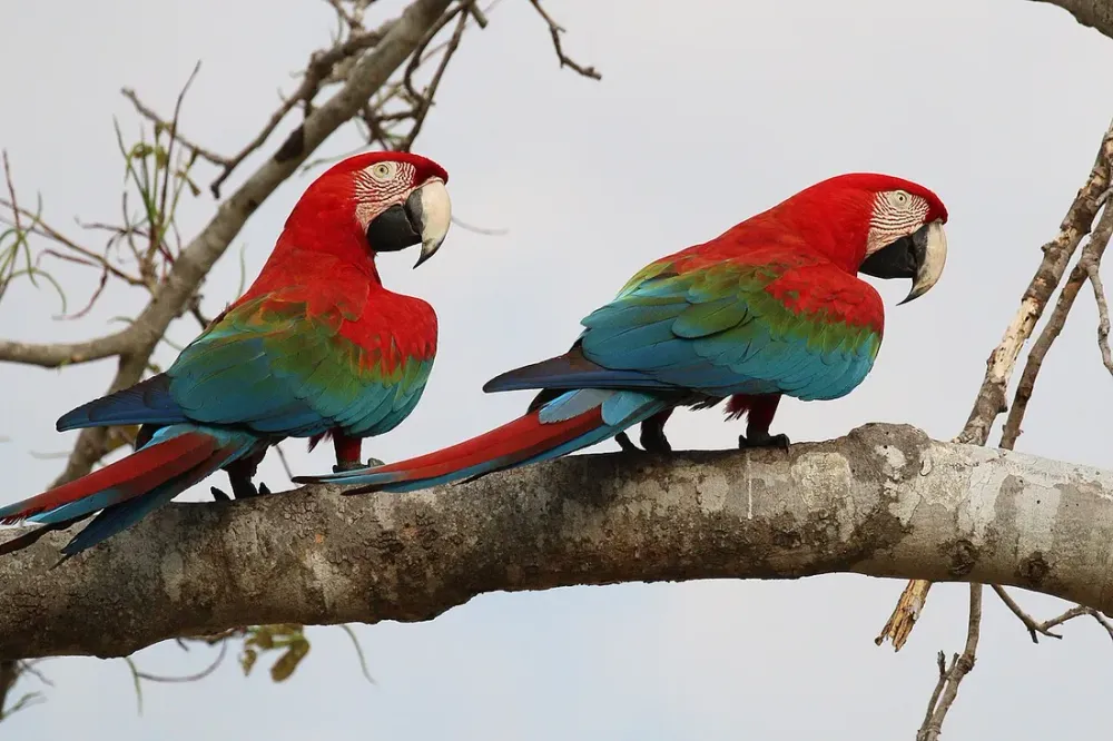 Observer les aras et toucans en Guyane : meilleurs spots 2026