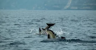 Whale and Dolphin Watching in Martinique: Season, Spots and Ethics