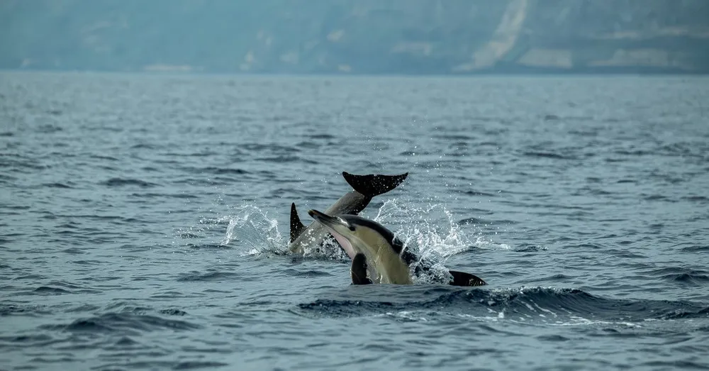 Whale and Dolphin Watching in Martinique: Season, Spots and Ethics