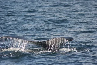 Observer les baleines et dauphins en Martinique : saison, sites et éthique