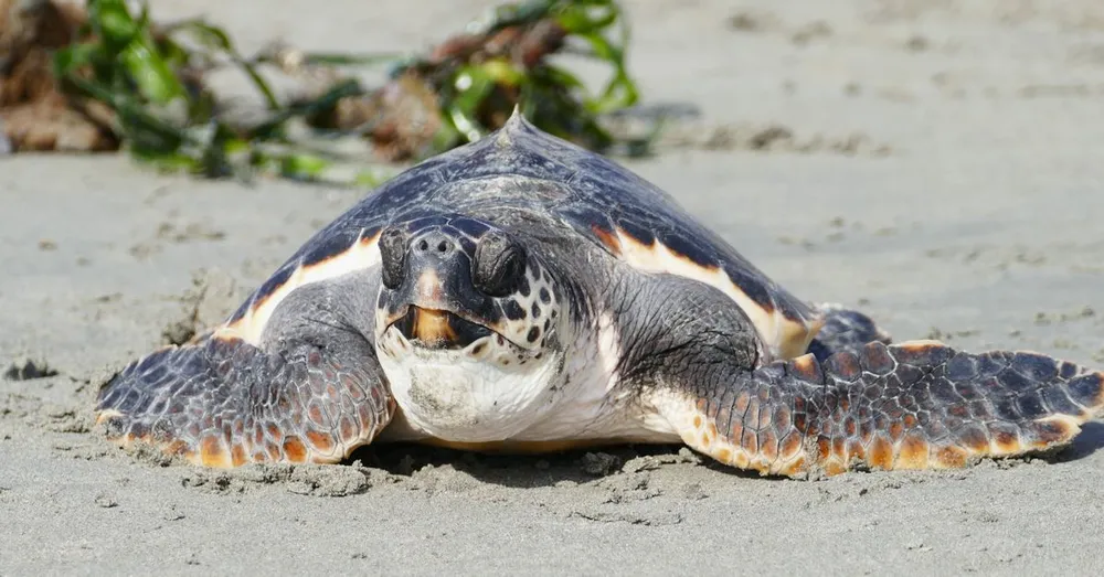 Leatherback Turtles in French Guiana: Nesting Calendar, Where to Watch & Rules