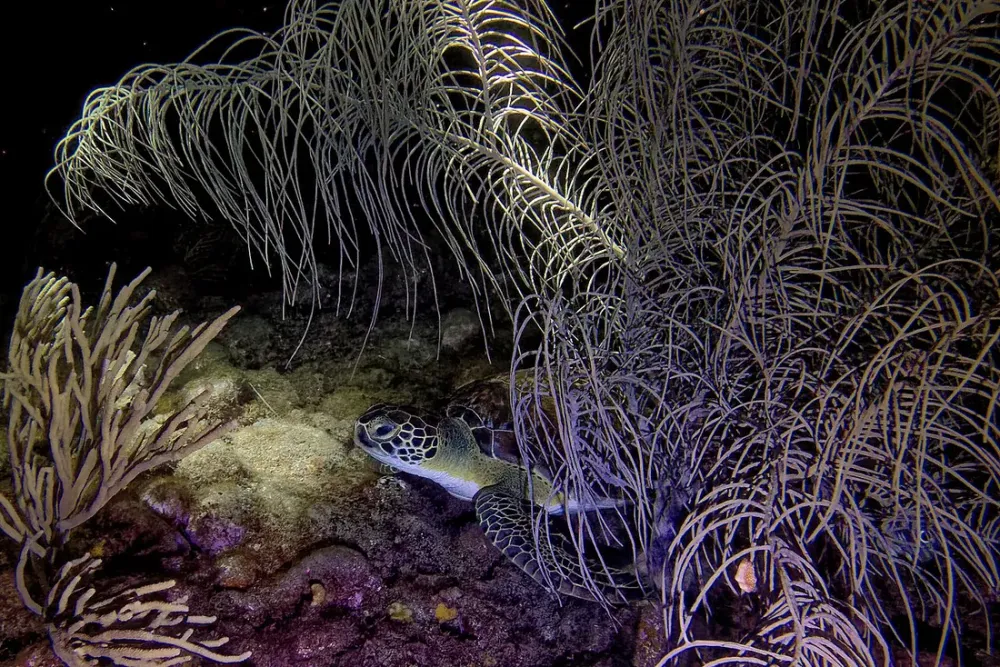 Observer les tortues marines en Guadeloupe : sites et regles ethiques