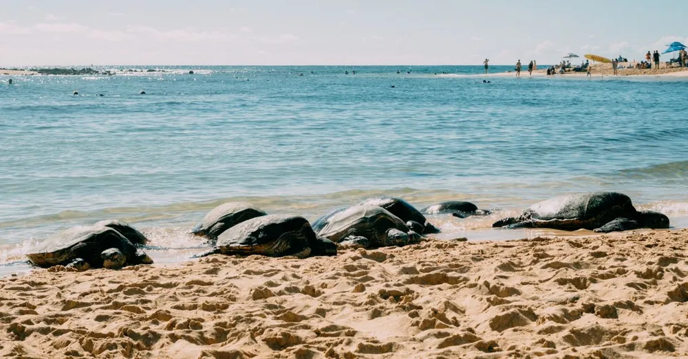 Watching Sea Turtles in Guadeloupe: Best Spots and Ethical Rules