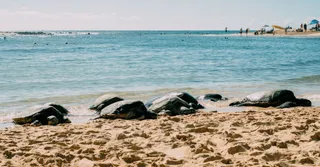 Watching Sea Turtles in Guadeloupe: Best Spots and Ethical Rules