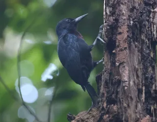 Oiseaux endemiques de Guadeloupe : ou observer le pic et le sucrier