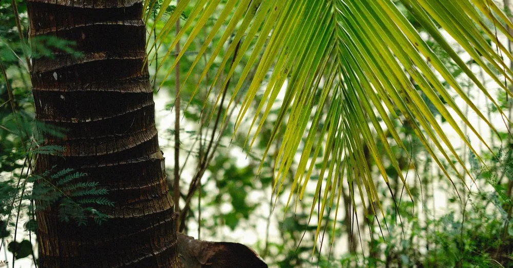 Awala-Yalimapo Beach: French Guiana's Westernmost Shore, Kali'na Land