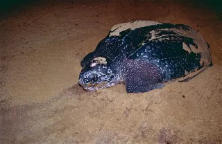 Plage d'Awala-Yalimapo : la plus à l'ouest, terre kali'na