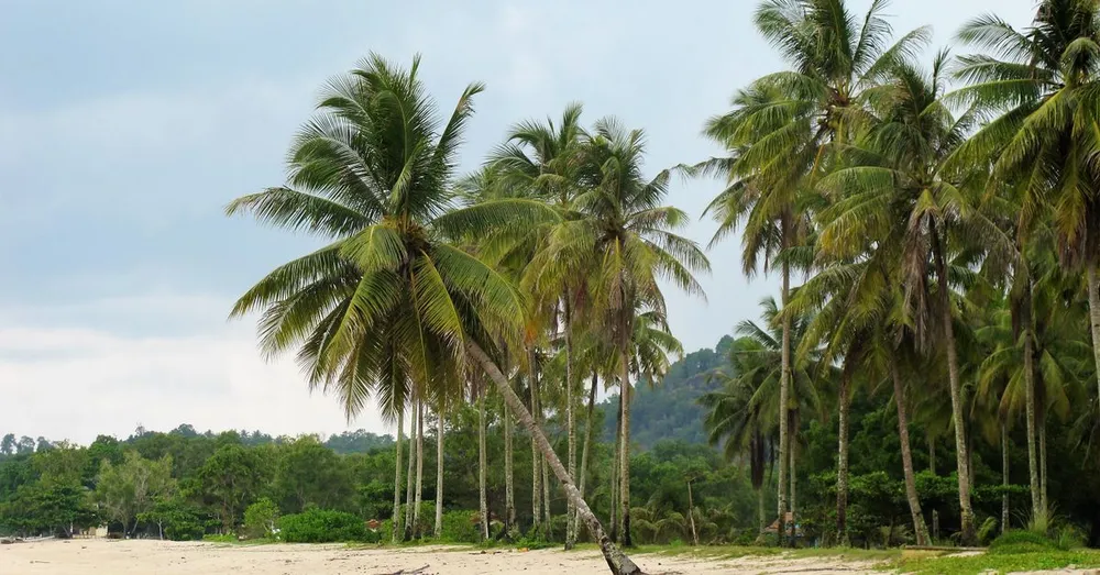 德塞耶大湾海滩：本地人完整指南