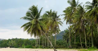 德塞耶大湾海滩：本地人完整指南