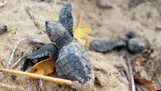Plage les Hattes : l'extrême ouest guyanais, ses tortues luth et le passage vers le Suriname