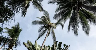 Les Hattes Beach: French Guiana's Far West, Its Leatherback Turtles and the Crossing to Suriname