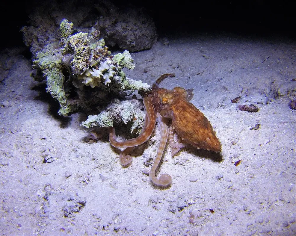 瓜德罗普夜潜：马朗迪尔的夜间海洋生物