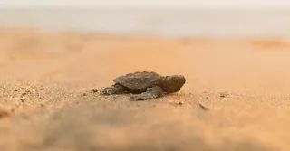 Leatherback Turtle Nesting at Awala-Yalimapo: Season, Spots and Viewing Rules