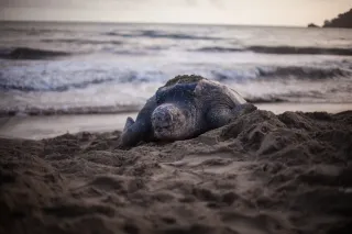 Quand partir en Guyane : météo, ponte des tortues et tirs Ariane, le calendrier mois par mois