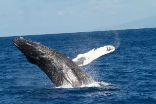 Saison des baleines et tortues en Martinique : quand venir