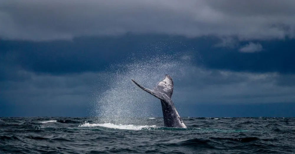 Whale and Turtle Season in Martinique: When to Visit