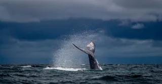 Whale and Turtle Season in Martinique: When to Visit