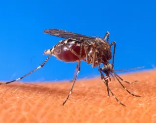 瓜德罗普健康指南：疫苗、登革热、饮用水与药房