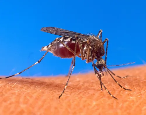 Santé en Guadeloupe : vaccins, dengue, eau et pharmacie