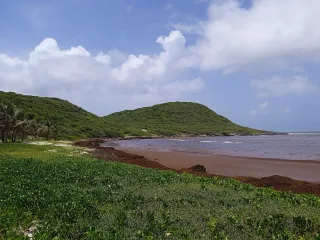 Sargasses en Guadeloupe : ou et quand, quelles plages eviter